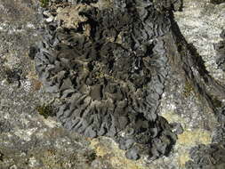 Image of hairy skin lichen