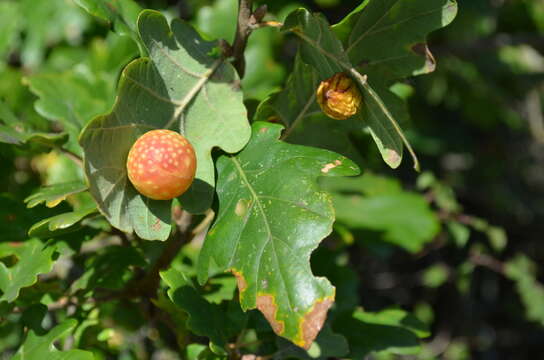 Image of cherry gall