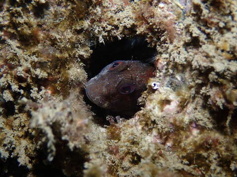 Image of Ringneck Blenny