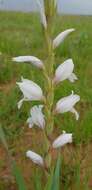 Слика од Gladiolus elliotii Baker