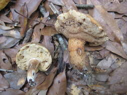 Image of Tylopilus tabacinus (Peck) Singer 1944