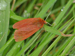 Image of Phragmatobia Stephens 1828