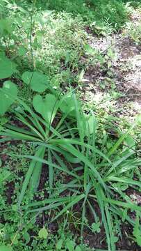 Image of Echeandia nayaritensis Cruden