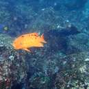 Image of Harlequin wrasse