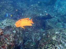 Image of Harlequin wrasse