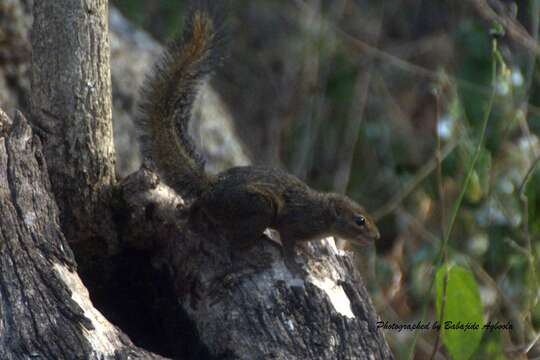 Image of Thomas's rope squirrel