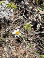 Image of Bidens socorrensis R. Moran & G. A. Levin