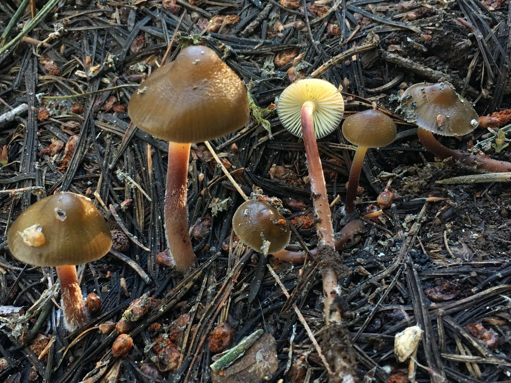 Sivun Mycena nivicola B. A. Perry & Desjardin 2016 kuva