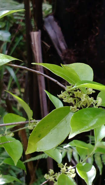 Imagem de Geniostoma rupestre var. ligustrifolium (Cunn.) B. J. Conn