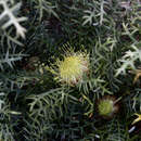 Image of Banksia pteridifolia (R. Br.) A. R. Mast & K. R. Thiele