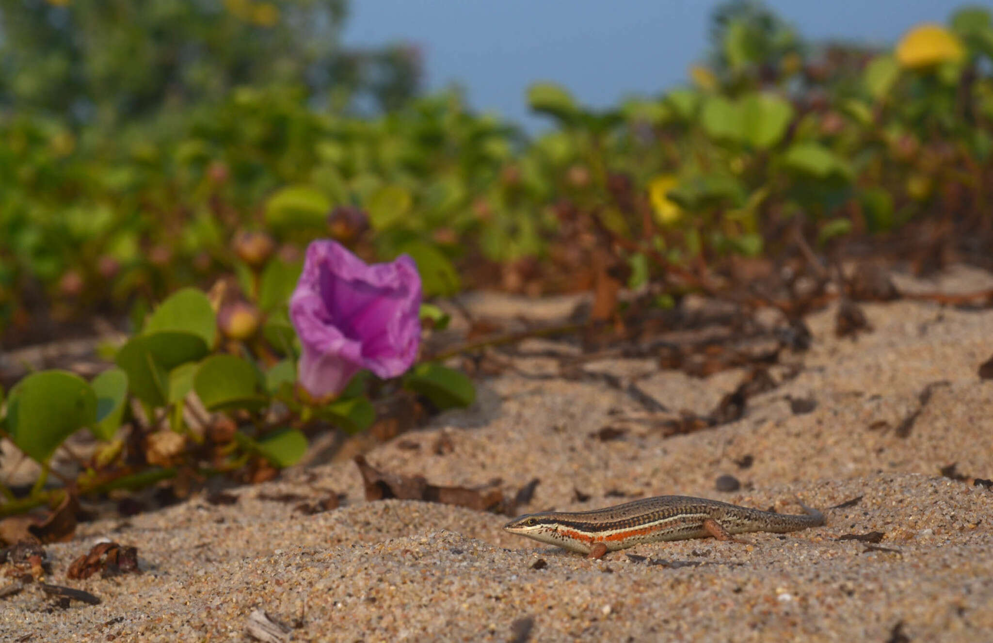 Image of Bibron's Skink