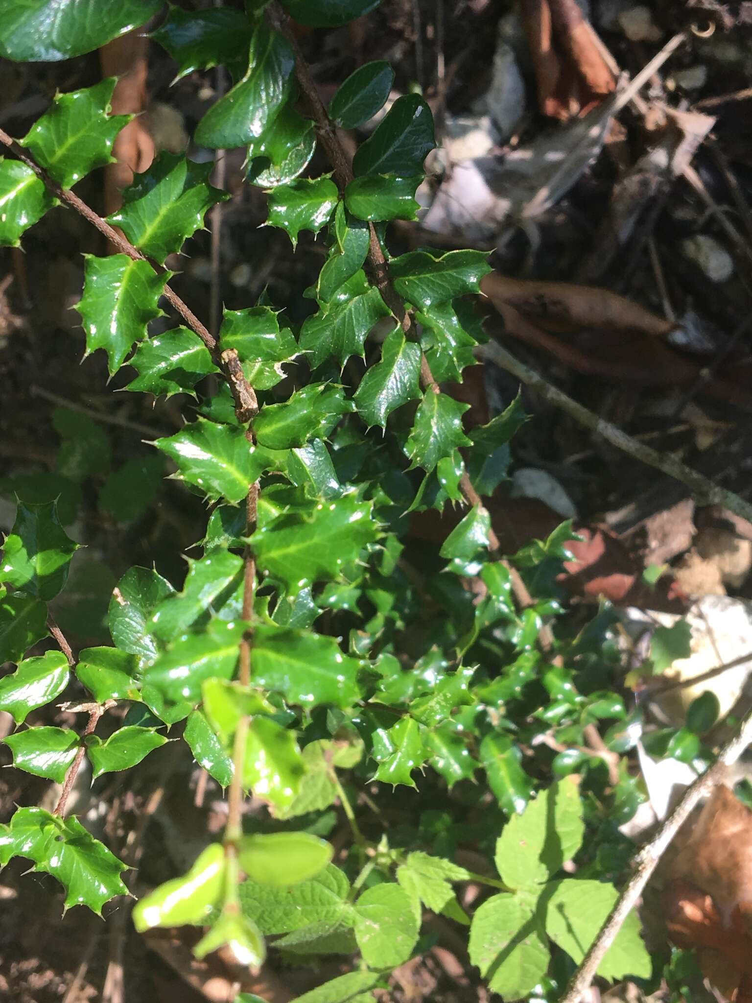 Image of Dwarf Holly