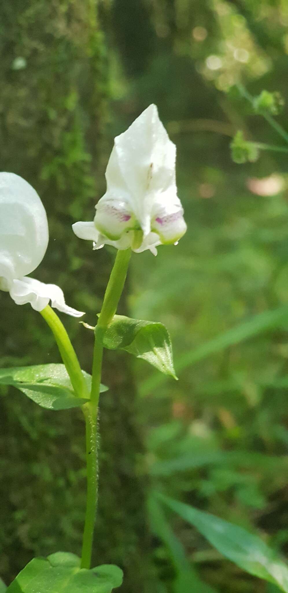 Image of Disperis fanniniae Harv.