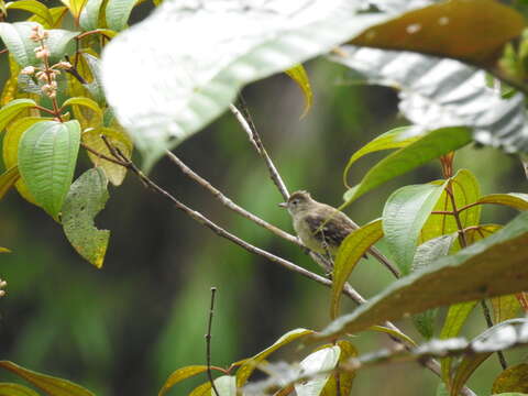 Imagem de Elaenia brachyptera Berlepsch 1907