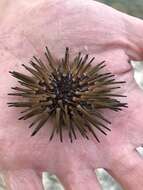 Image of reef urchin