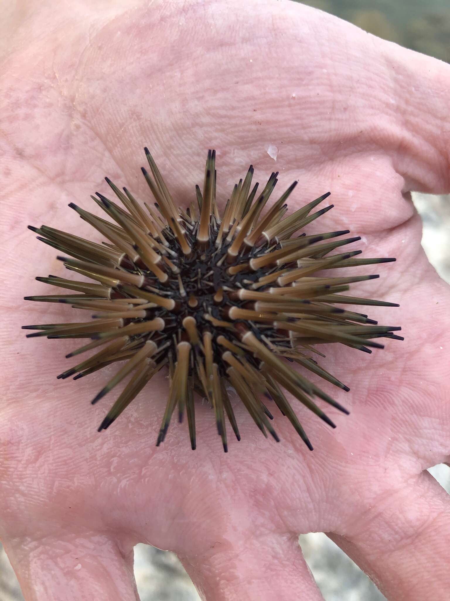 Image of reef urchin