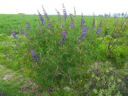 Image of Lupinus proculaustrinus C. P. Sm.