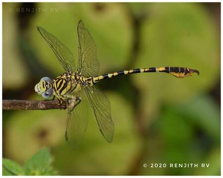 Imagem de Paragomphus lineatus (Selys 1850)