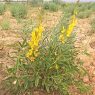 Image of Crotalaria dissitiflora Benth.