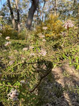 Image of Grevillea phylicoides R. Br.