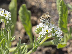 Sivun Anthophora pulverosa Smith 1854 kuva