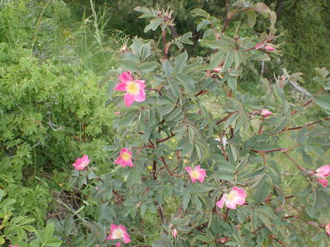 Plancia ëd Rosa glauca Pourret