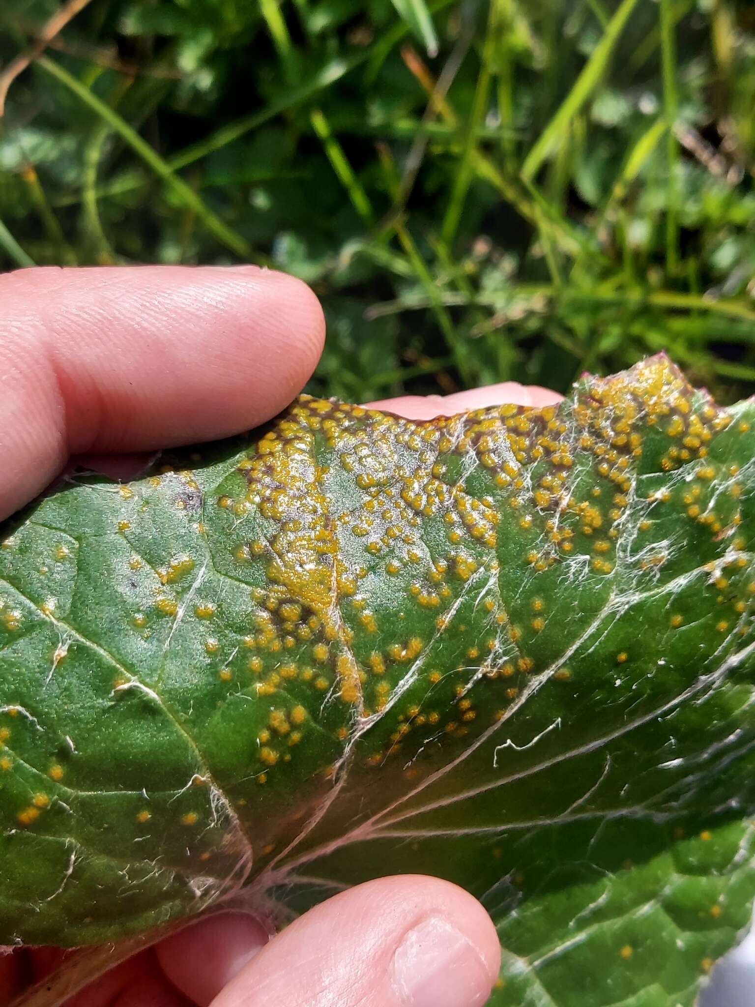 Imagem de Puccinia poarum Nielsen 1877