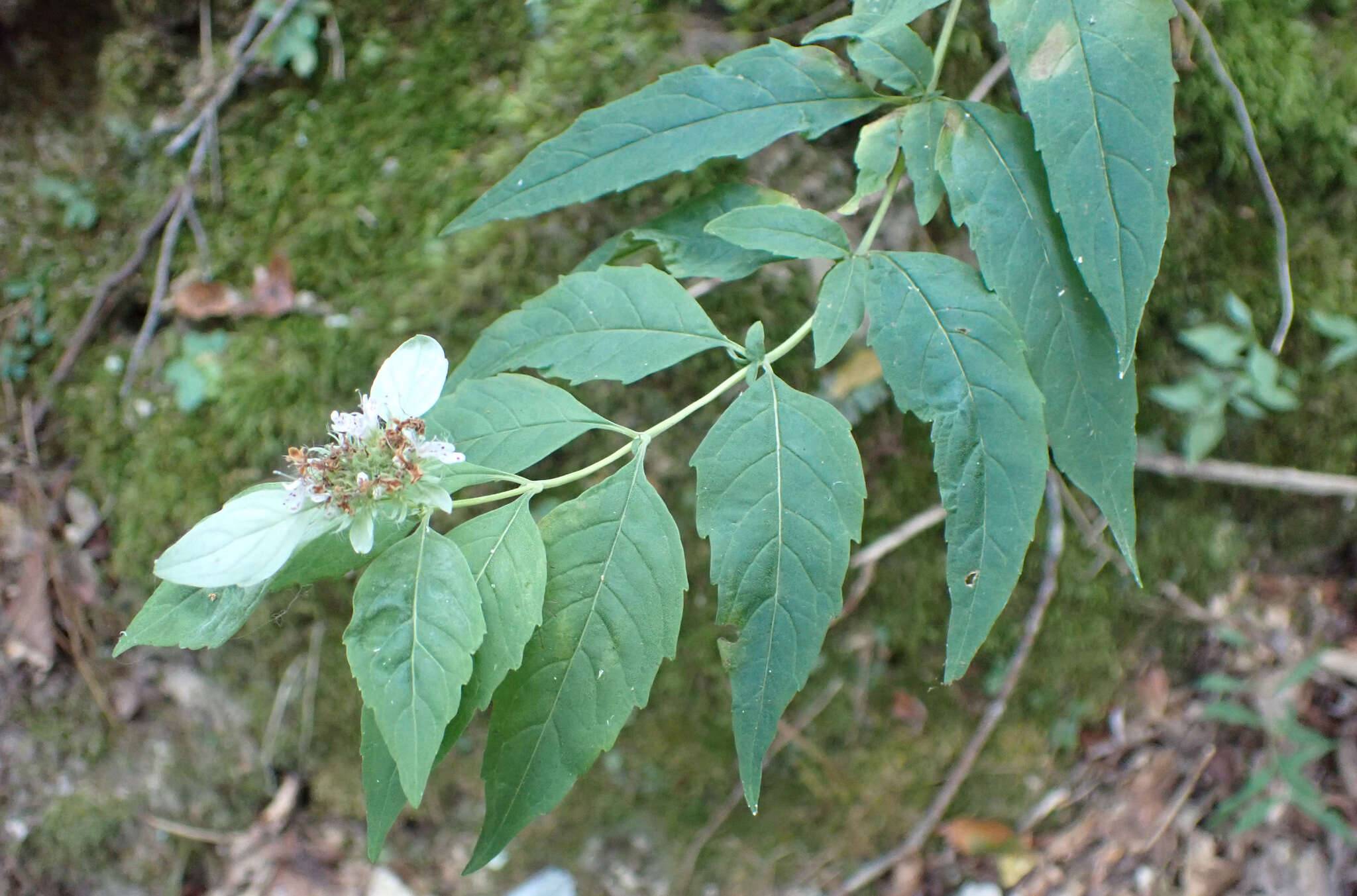 Image of hoary mountainmint