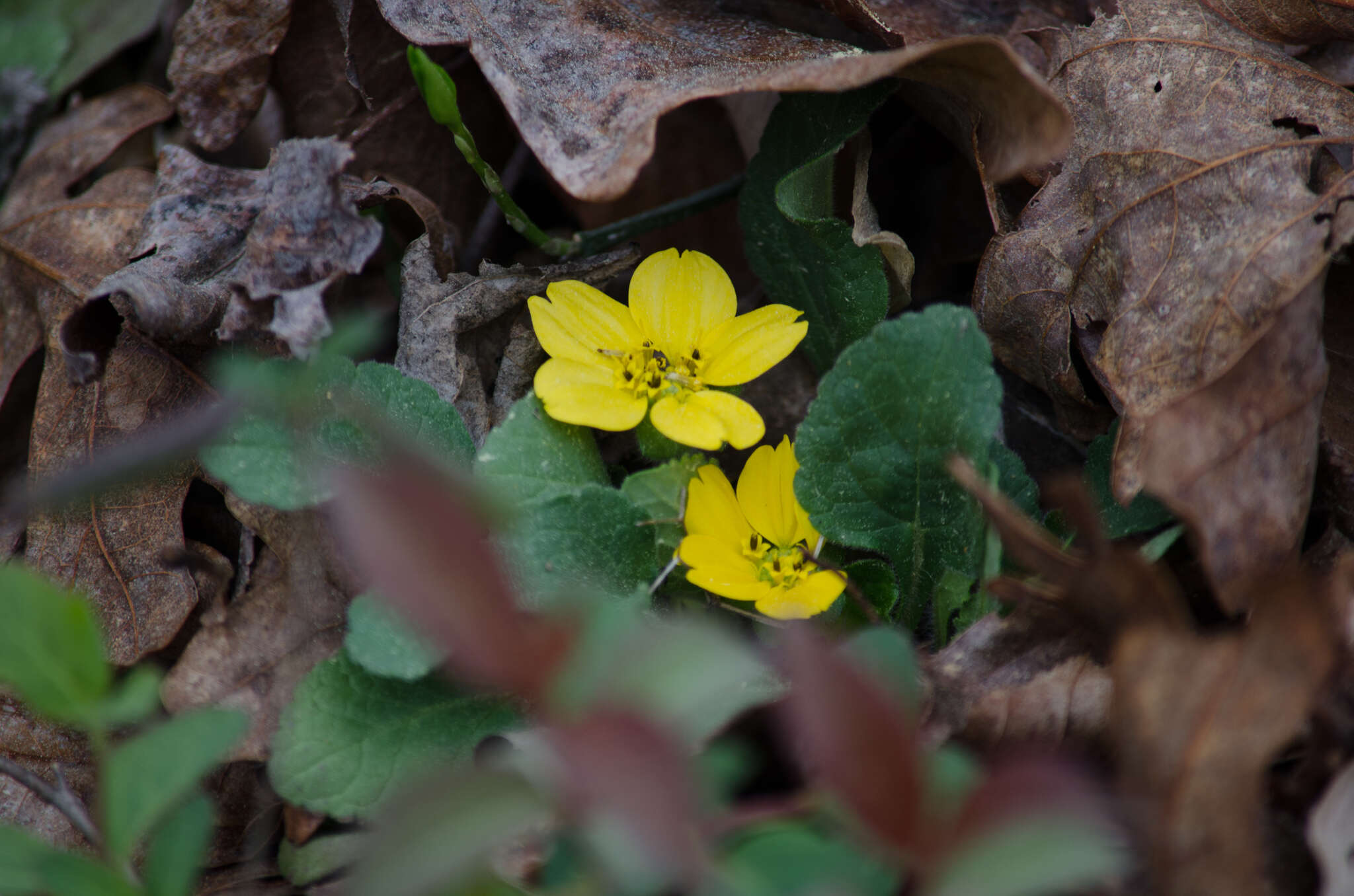 Image of chrysogonum