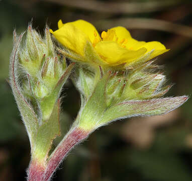 Image of mountainmeadow cinquefoil