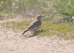 Слика од Alauda leucoptera Pallas 1811