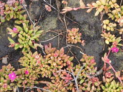 Image of Delosperma repens L. Bol.