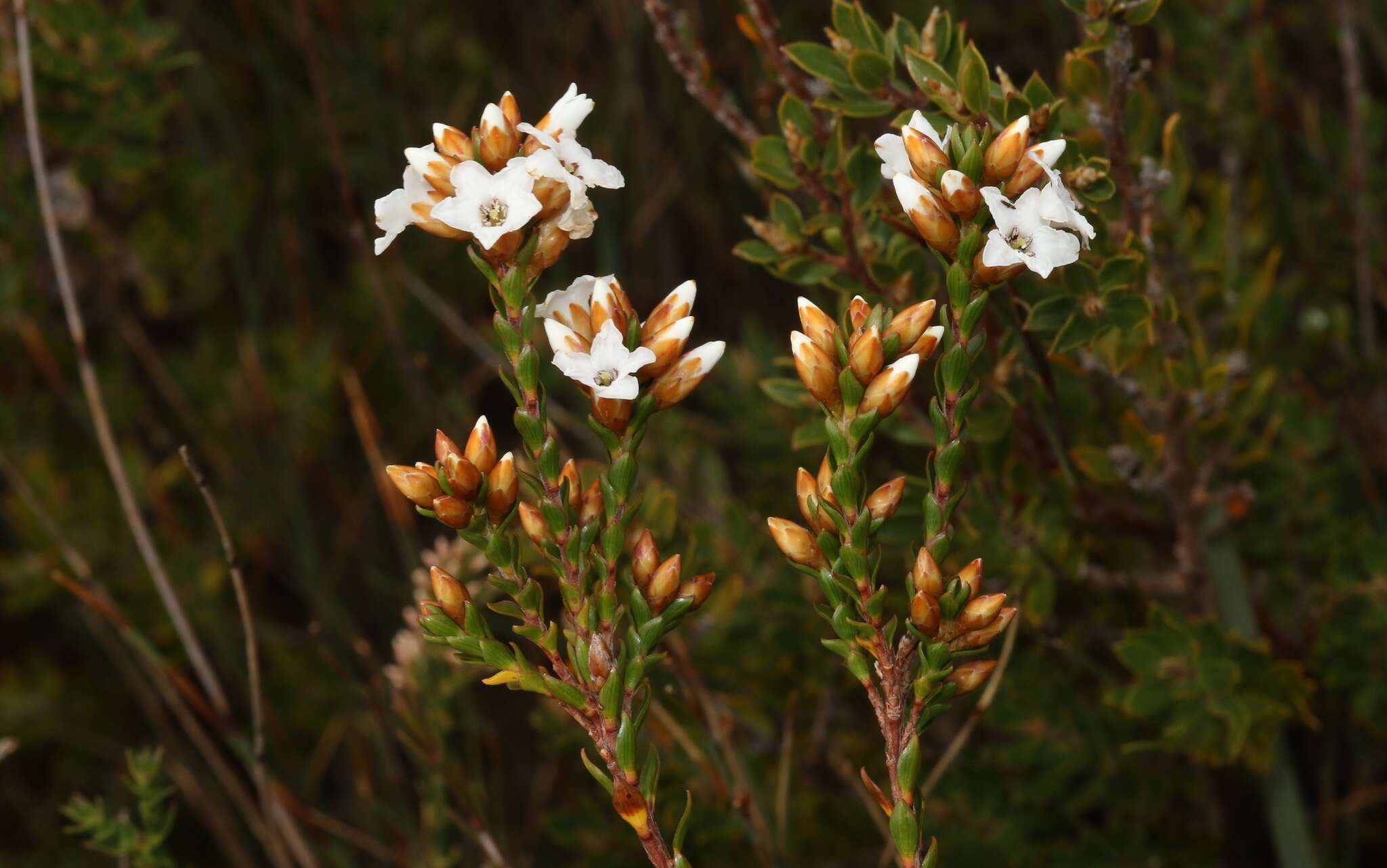 Plancia ëd Epacris corymbiflora J. D. Hook.