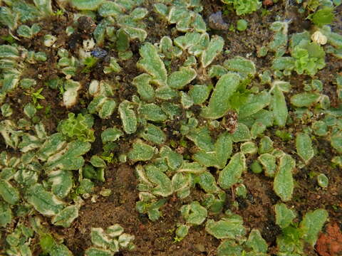 Image of Riccia papillosa Moris