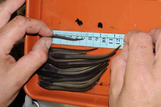 Image of Po brook lamprey