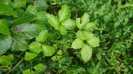 Image of Tetrastigma lanyuense Chang