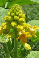 Image of yellow unicorn-plant