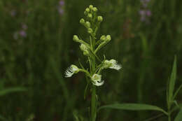 Image of Eastern prairie fringed orchid