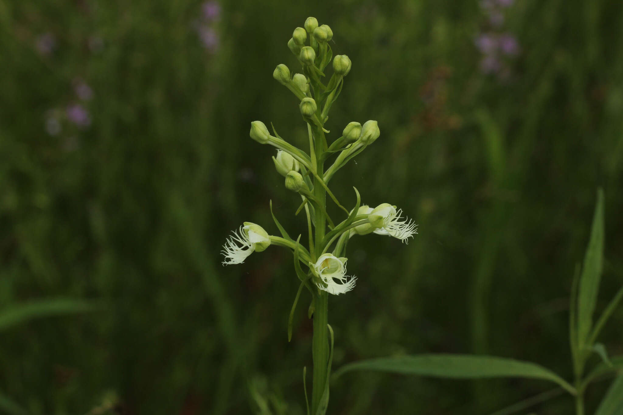 Image of Eastern prairie fringed orchid