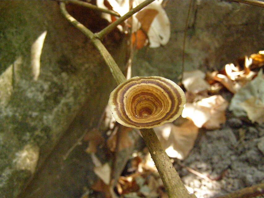 Microporus xanthopus (Fr.) Kuntze 1898 resmi