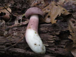 Image of Tylopilus violatinctus T. J. Baroni & Both 1998