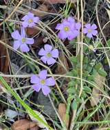 Image of Oxalis bifida Thunb.