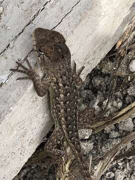 Image of Sceloporus horridus oligoporus Cope 1864