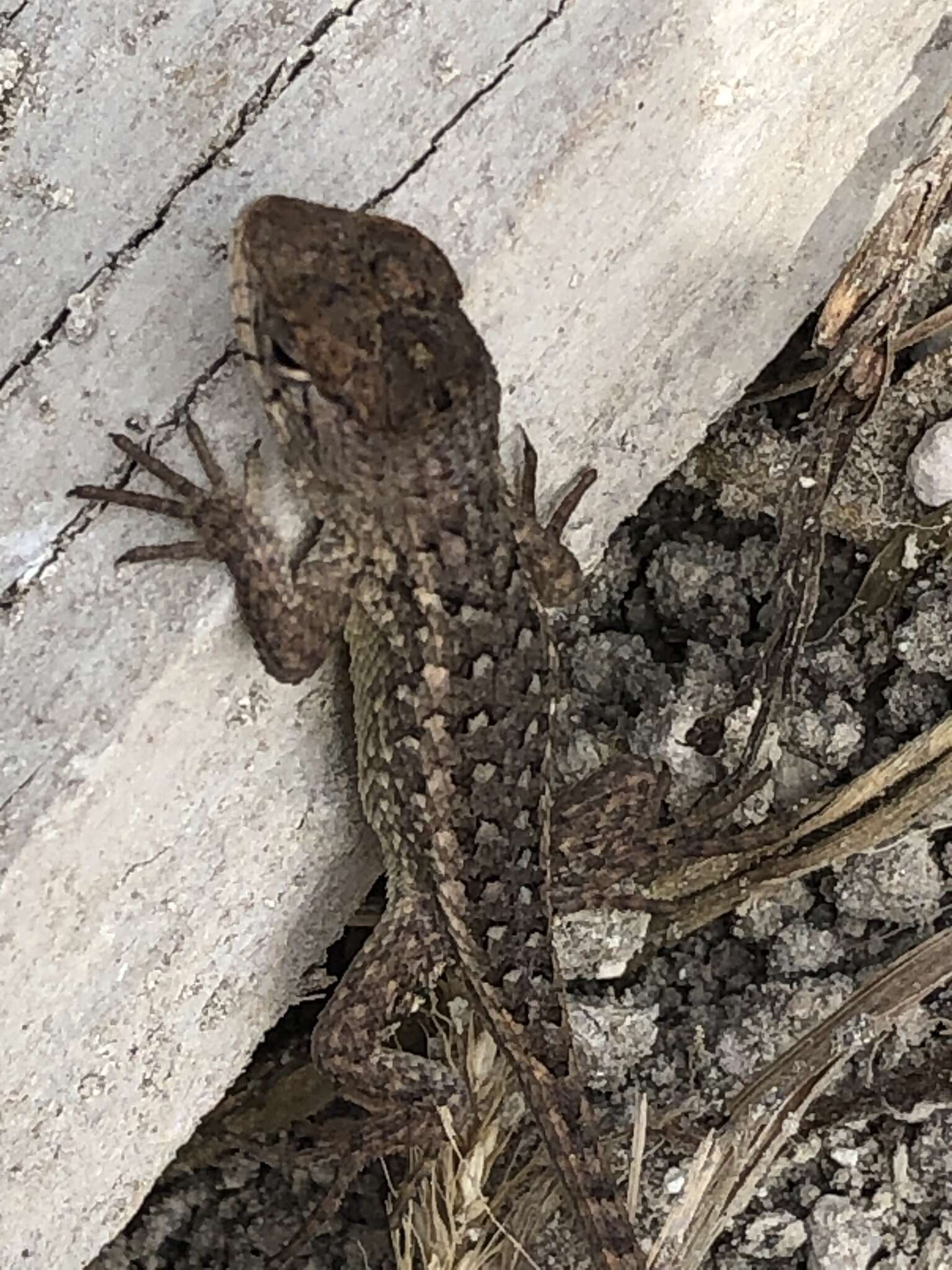 Image of Sceloporus horridus oligoporus Cope 1864