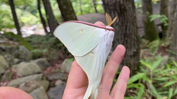 Image of Actias gnoma (Butler 1877)