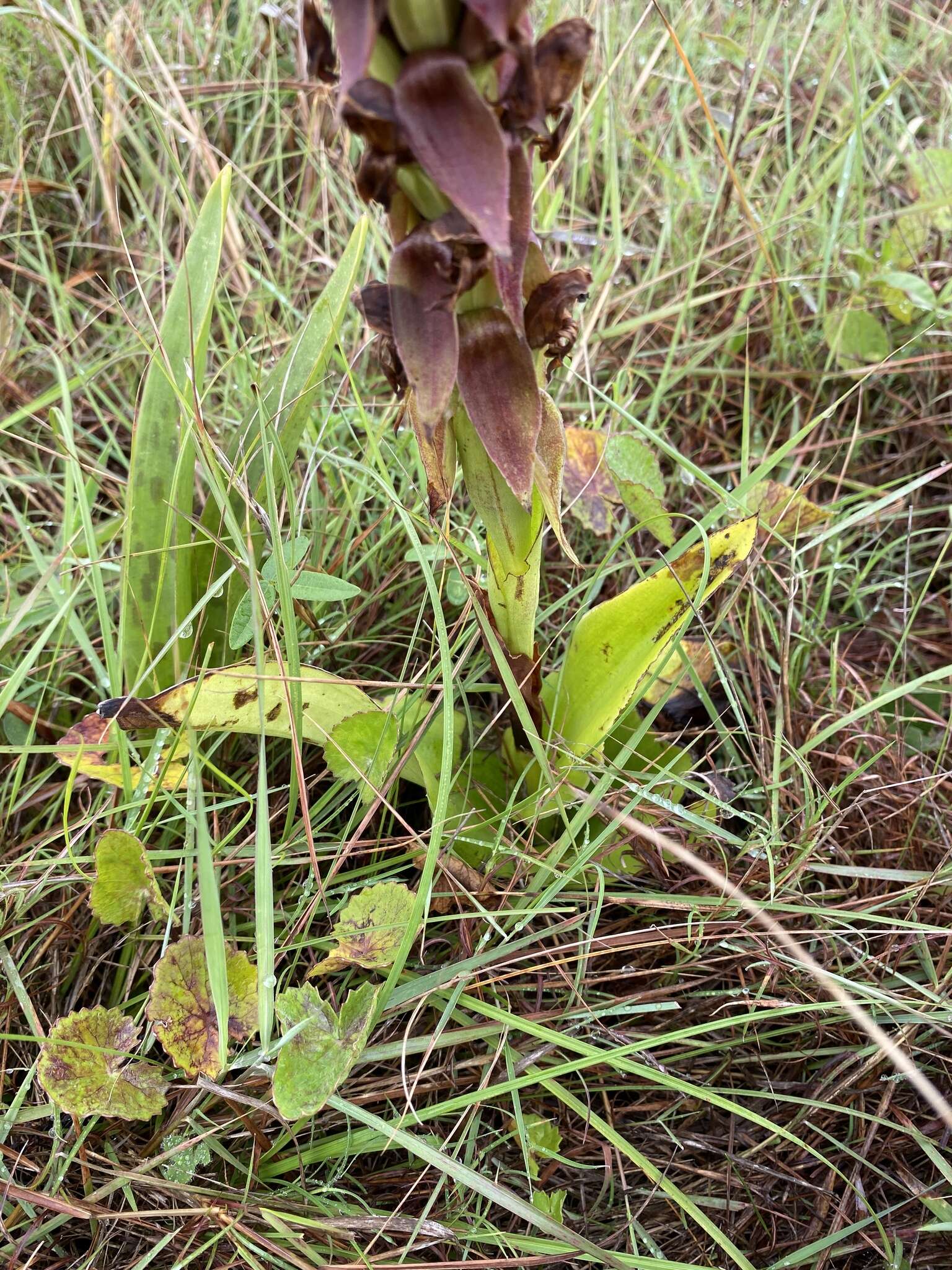 Image de Satyrium sphaerocarpum Lindl.