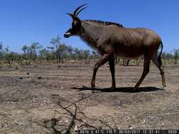 Image of Roan Antelope