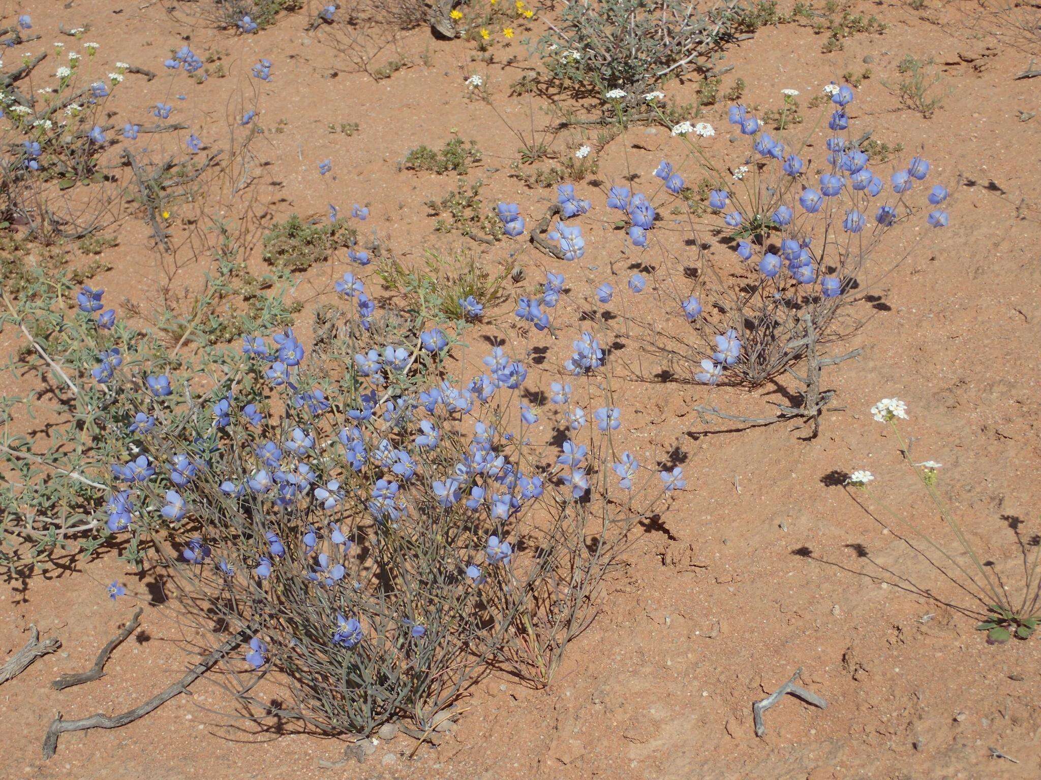 Imagem de Heliophila lactea Schltr.