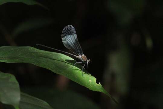 Image of Sapho bicolor Selys 1853