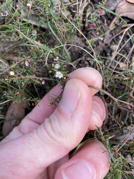 Image of Euryomyrtus ramosissima subsp. prostrata (Hook. fil.) Trudgen